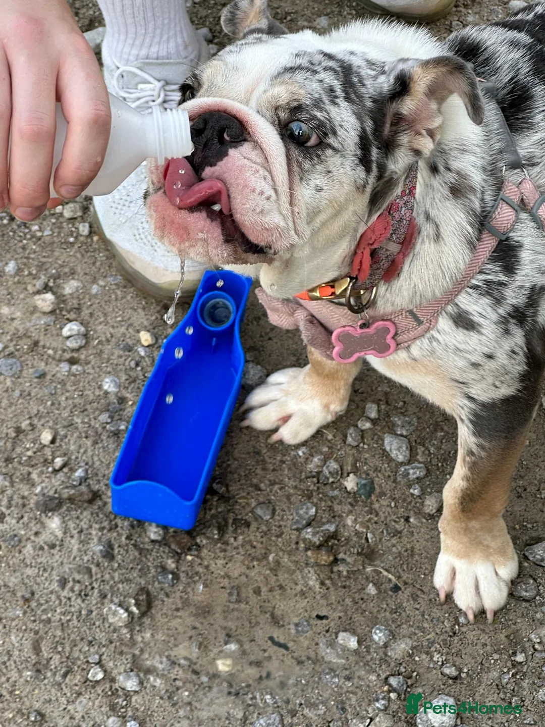 English Bulldog dogs for sale: English bulldog Blue tri Merle in Bradford - Advert 2