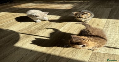British Shorthair cats - Advert 11