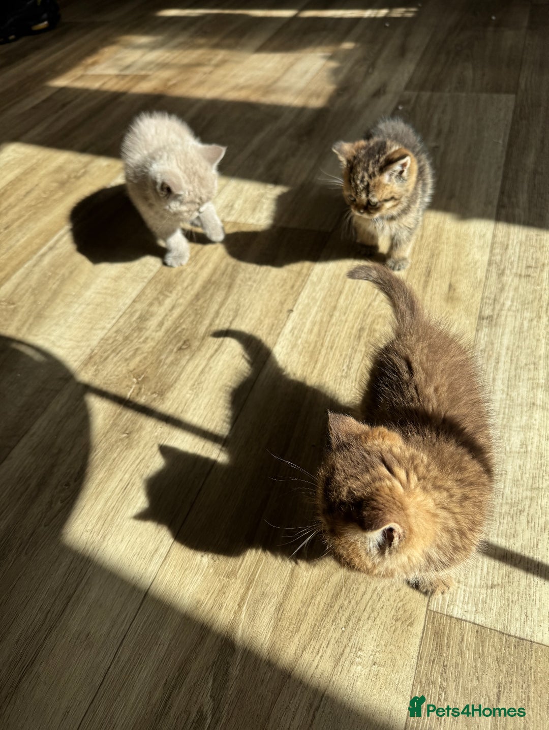British Shorthair cats for sale: ✨Beautiful British Shorthair Kittens Ready now✨ - Image 3