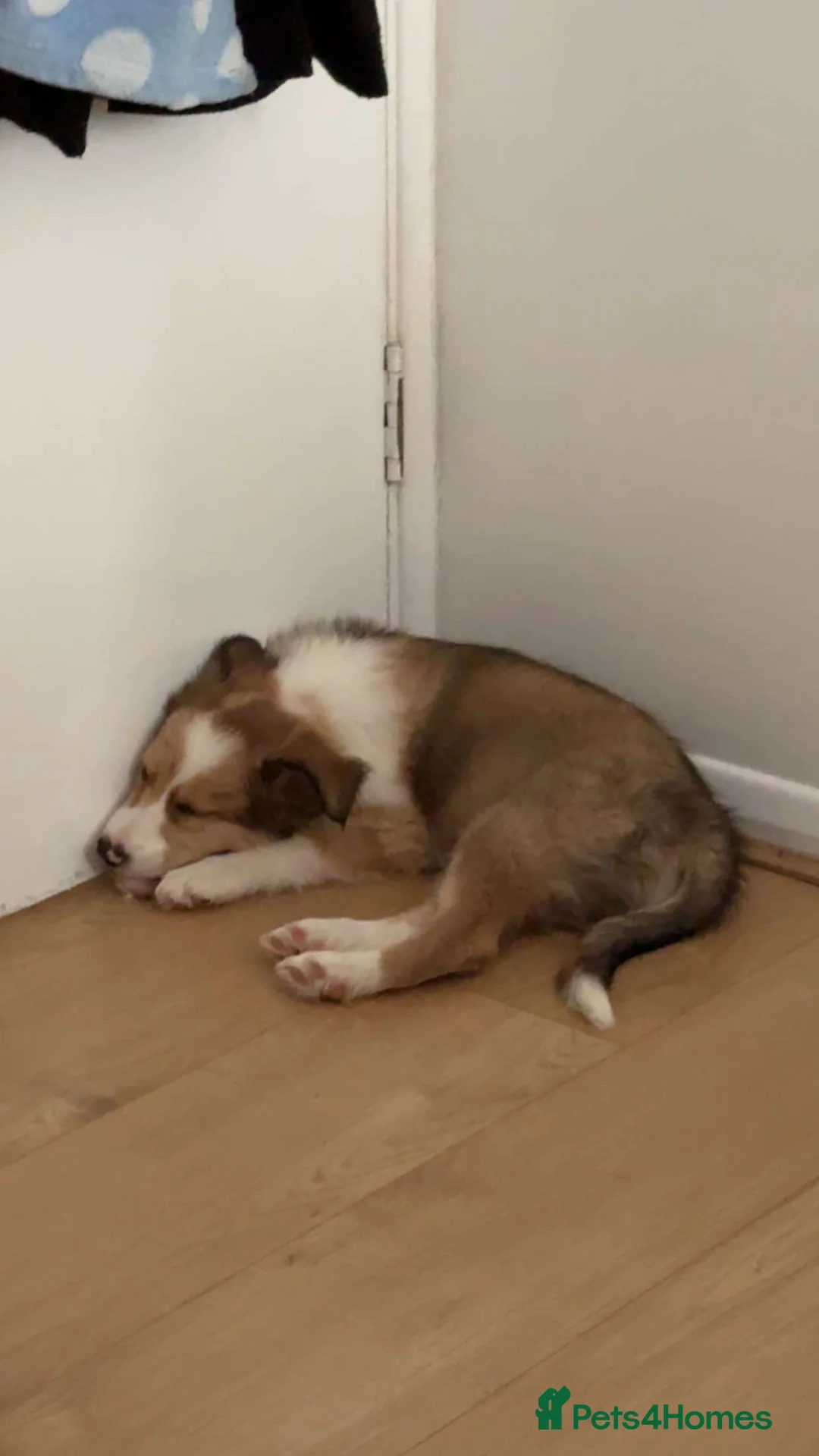 Border Collie dogs for sale: 9 week sable female border collie pup - Advert 2