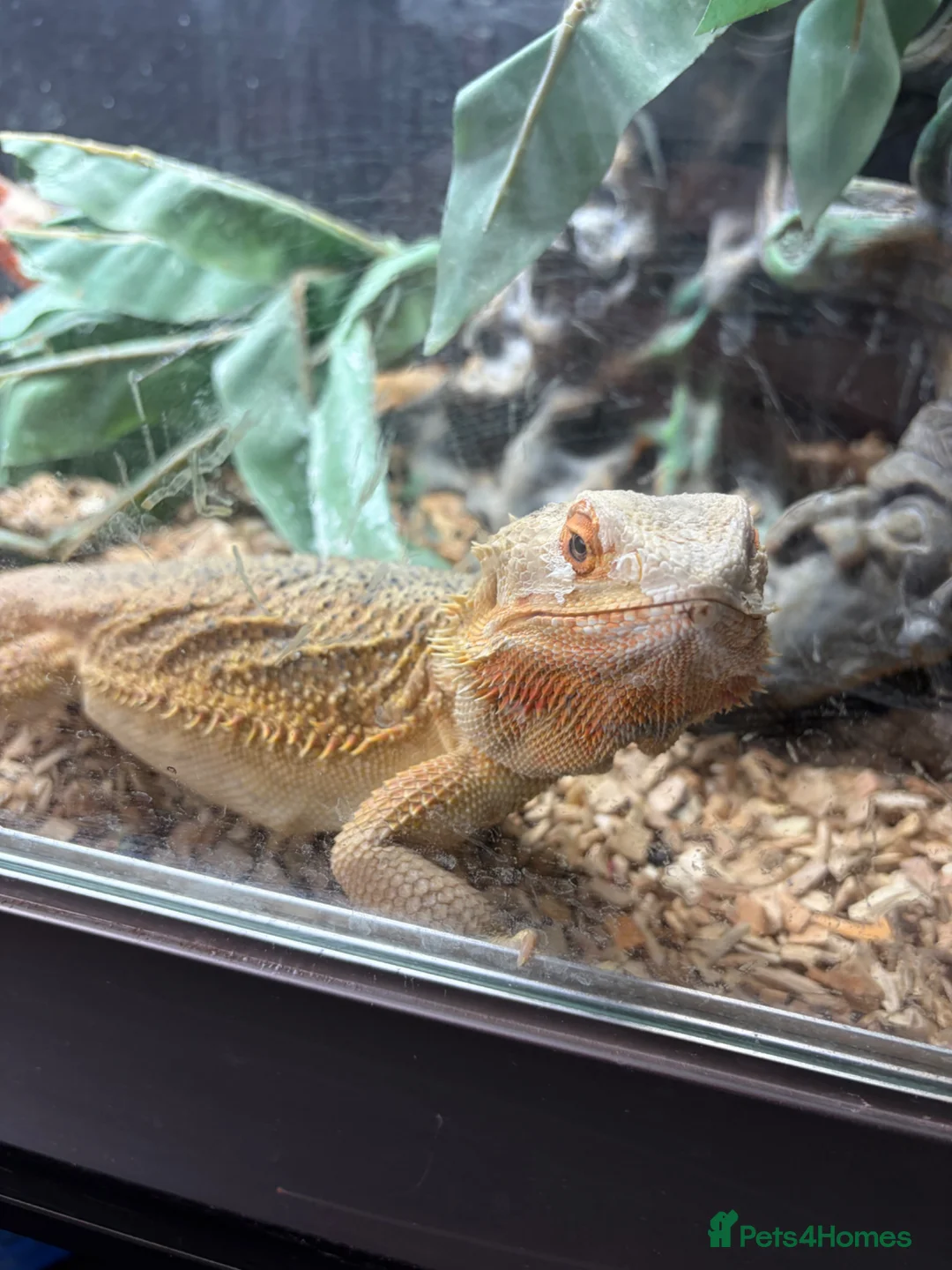 Bearded Dragon reptiles for sale: 2 x bearded dragons with set up  in Harlow - Advert 1