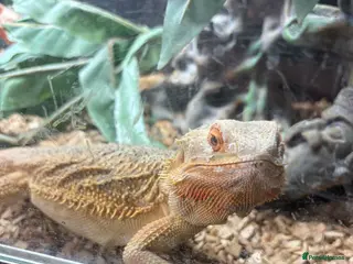 Bearded Dragon reptiles 2 x bearded dragons with set up - Advert 5