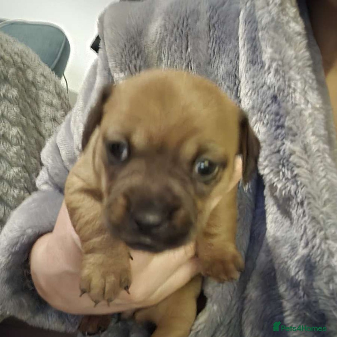 Mixed Breed dogs for sale: Adorable Frenchie Chiweenie Puppies - Advert 9