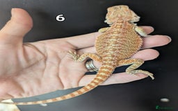 Bearded Dragon reptiles for sale: Female bearded dragons. Last few left - Image 10