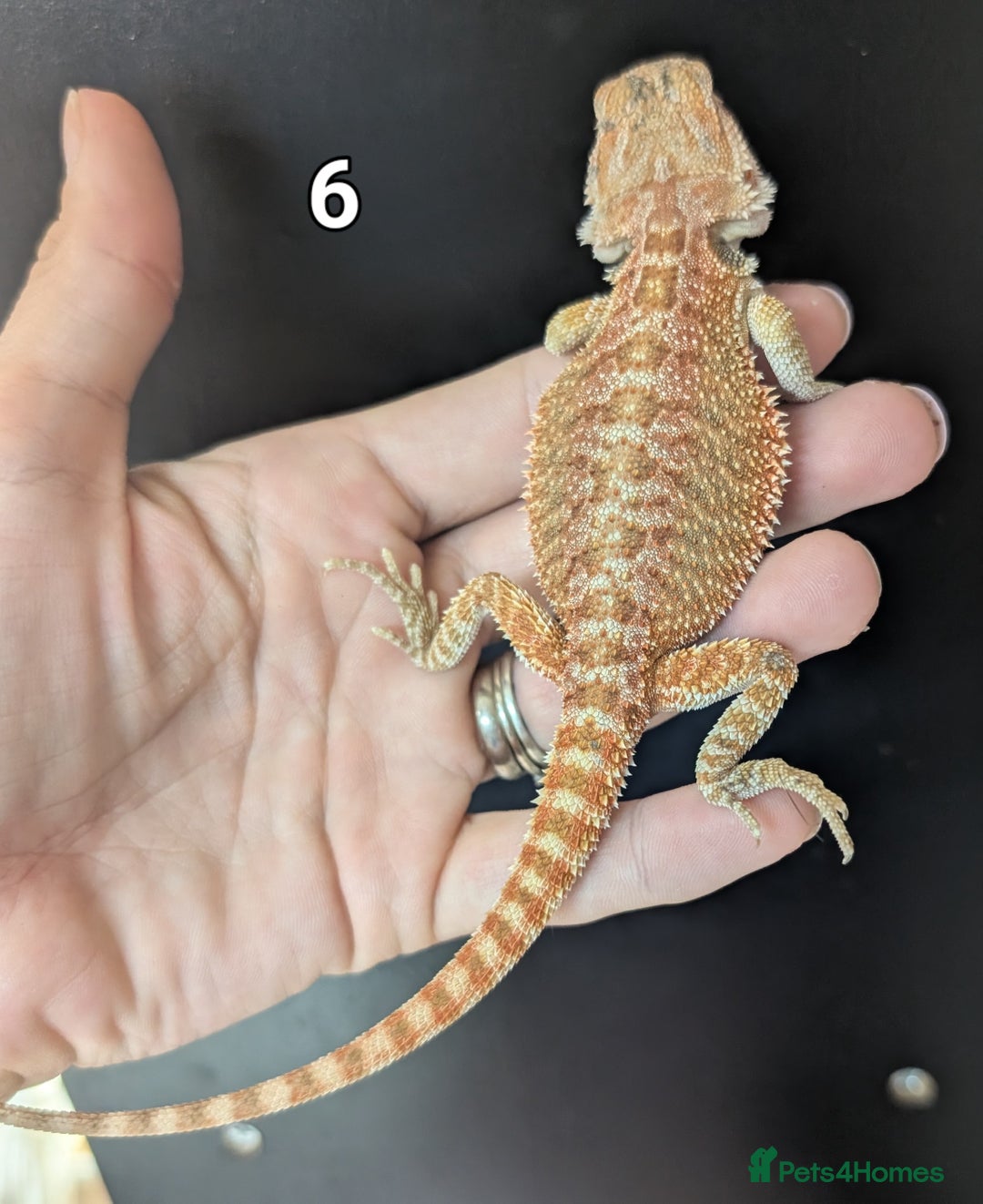 Bearded Dragon reptiles for sale: Female bearded dragons. Last few left - Image 10