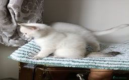 British Shorthair cats for sale: Scottish Fold and Straight kittens  - Image 34
