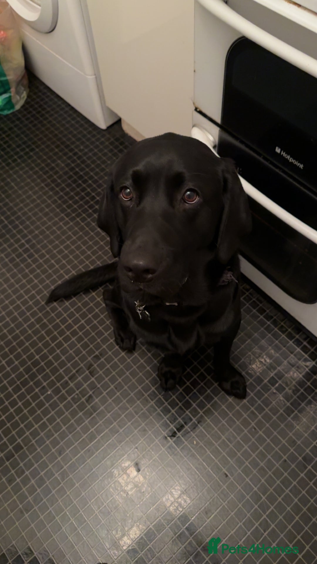 Labrador Retriever dogs for sale: Labrador male 1 year old for sale  - Advert 2