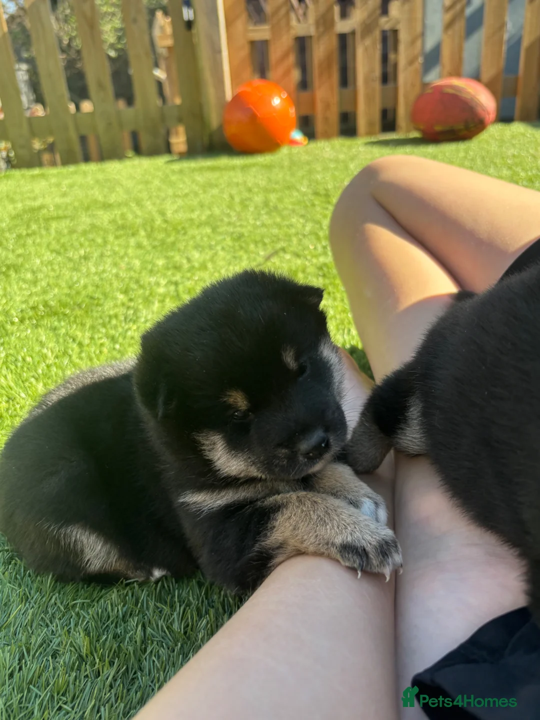 Japanese Shiba Inu dogs for sale: KC registered champion line Shiba Inu puppies  - Advert 10