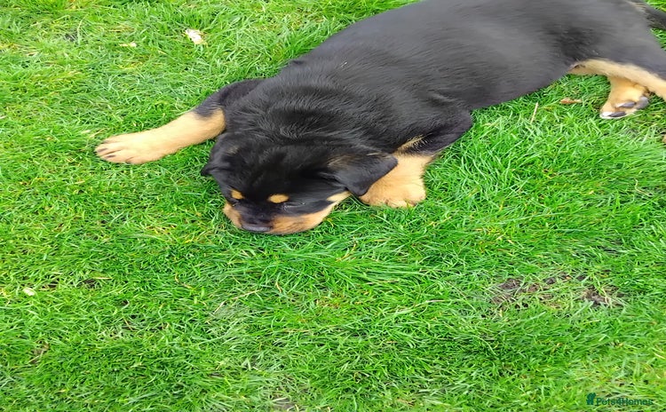 Rottweiler dogs - Advert 2