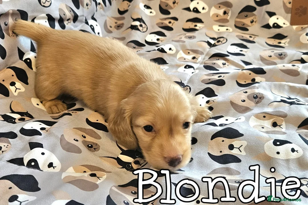 Miniature Dachshund dogs for sale: Cream dachshund  - Advert 14