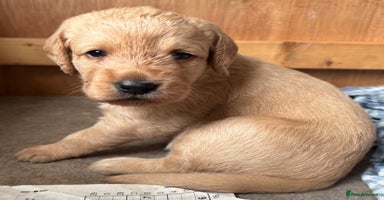 Labradoodle dogs - Advert 2