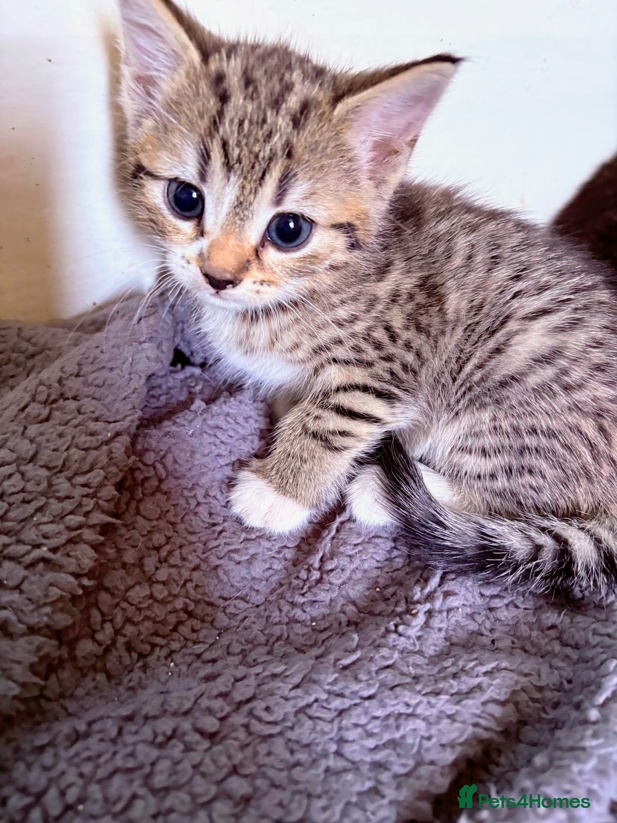 British Shorthair cats for sale: Kittens Ready Now  - Advert 3