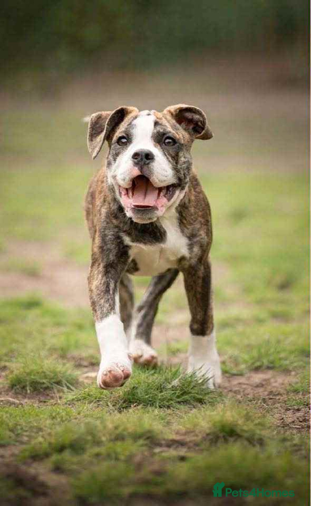 Dorset Olde Tyme Bulldogge dogs for sale: Daisy and panda  - Image 2