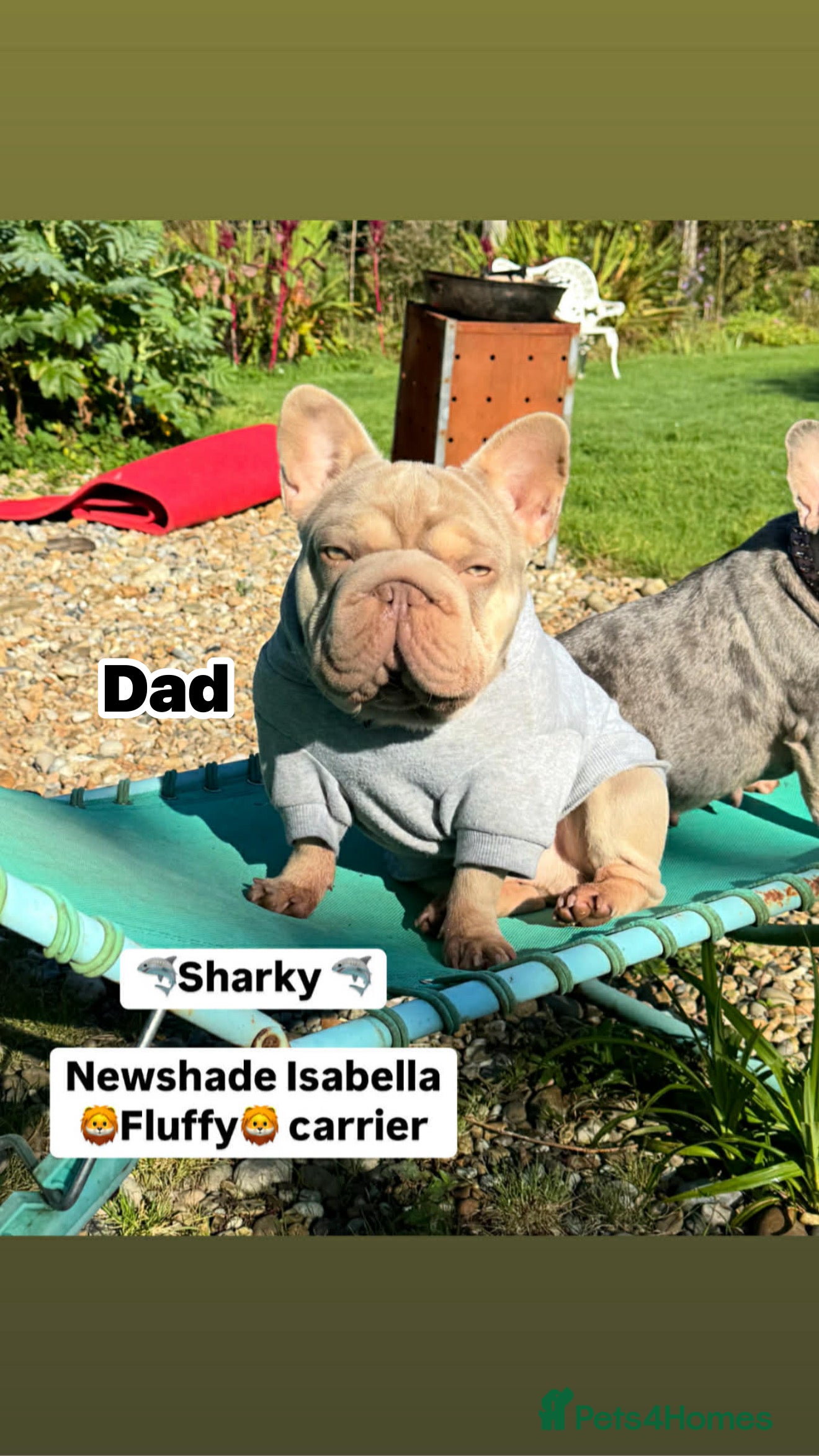 French Bulldog dogs FrenchBulldog Puppies  - Advert 18