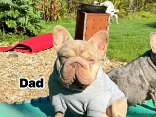 French Bulldog dogs FrenchBulldog Puppies - Advert 18