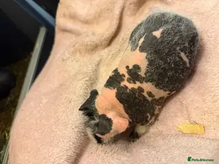 Guinea Pig rodents Skinny guinea pigs females. And Abyssinian females - Advert 4