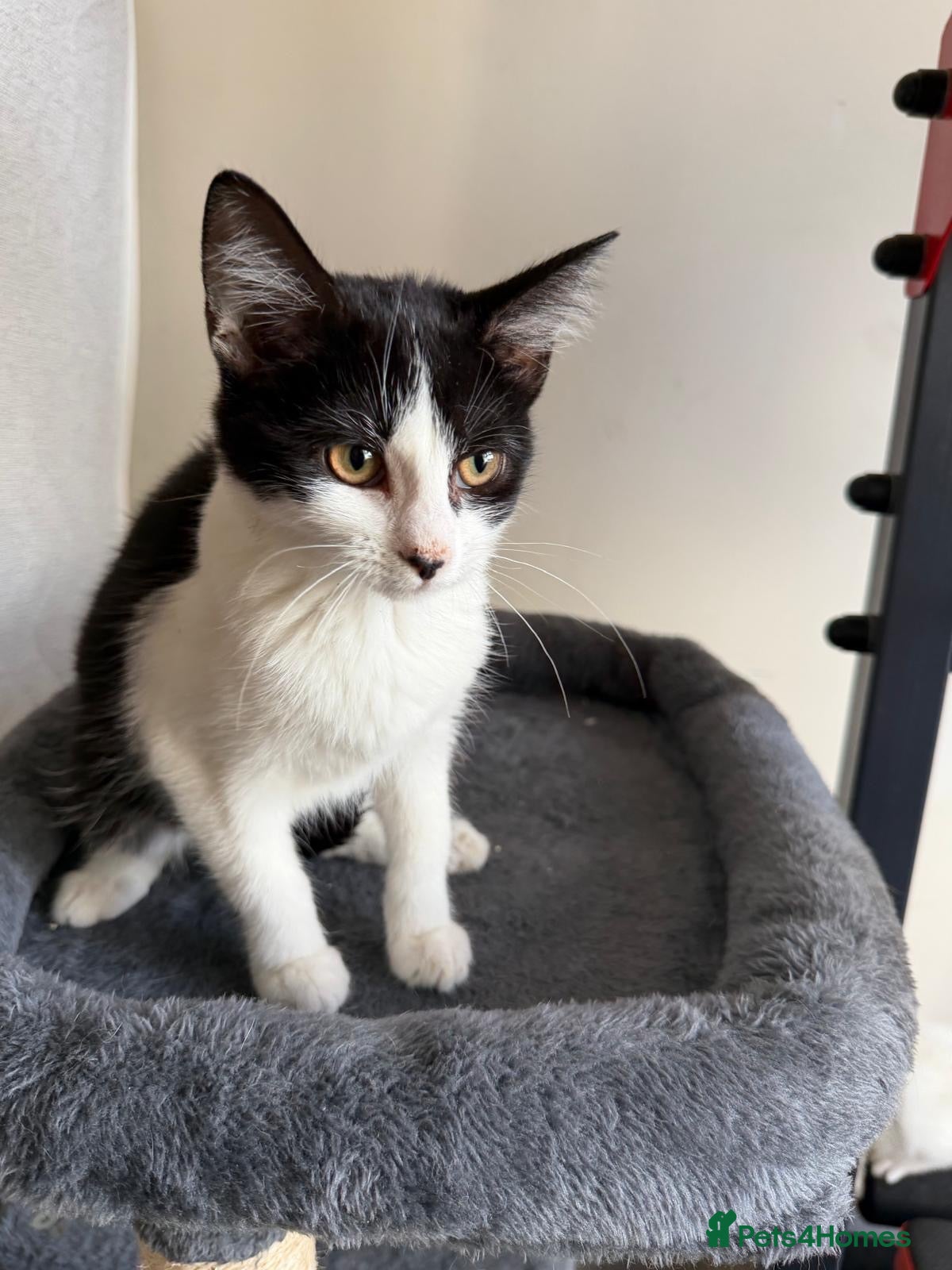 Mixed Breed cats Kitten female - Advert 1
