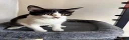 Mixed Breed cats for sale: Kitten female in Birmingham - Advert 1