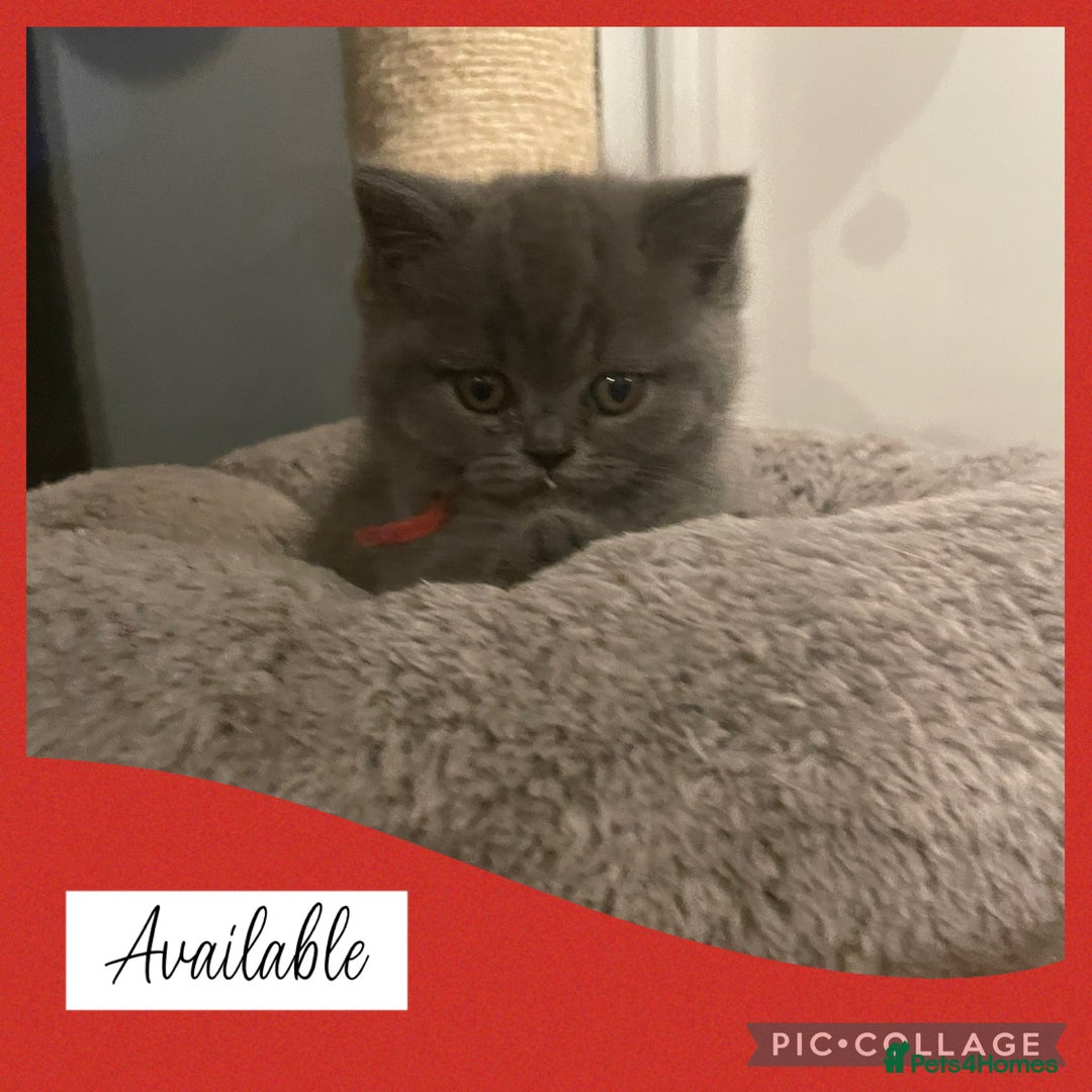 British Shorthair cats for sale: 🏆Champion GCCF British Shorthair kittens 🏆 - Image 6