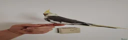 Cockatiels birds for sale: baby cockatiels - Advert 7