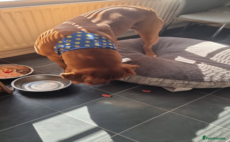 Dogue De Bordeaux dogs - Advert 1