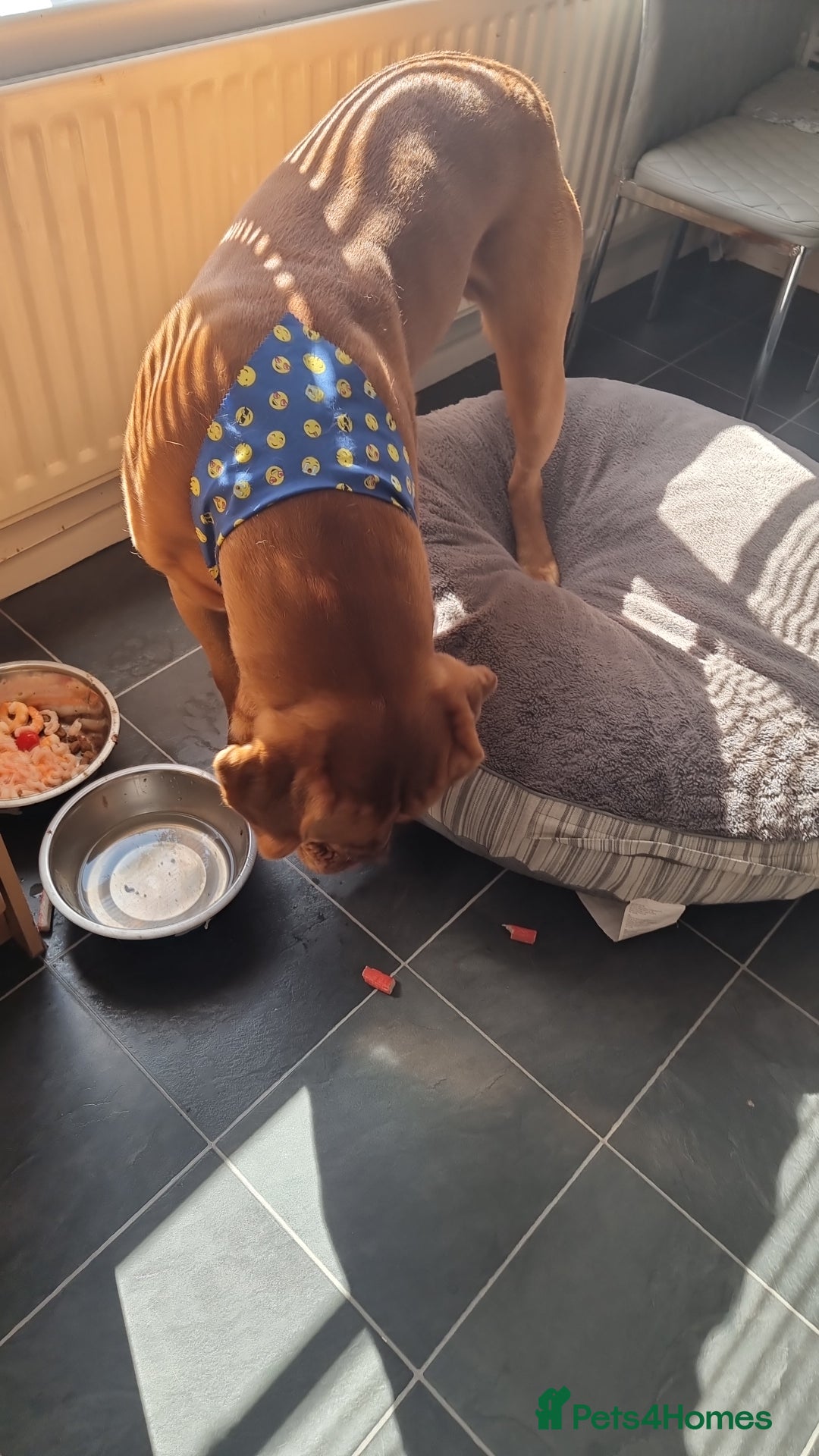 Dogue De Bordeaux dogs for stud: Dogue de bordeaux for stud - Image 1