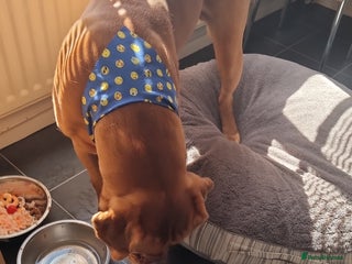 Dogue De Bordeaux dogs - Advert 9