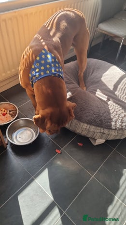 Dogue De Bordeaux dogs Dogue de bordeaux for stud - Advert 19