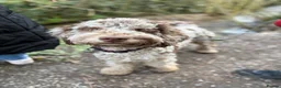Mixed Breed dogs for stud: Loving, intelligent mini merle labradoodle stud in Sidmouth - Advert 9