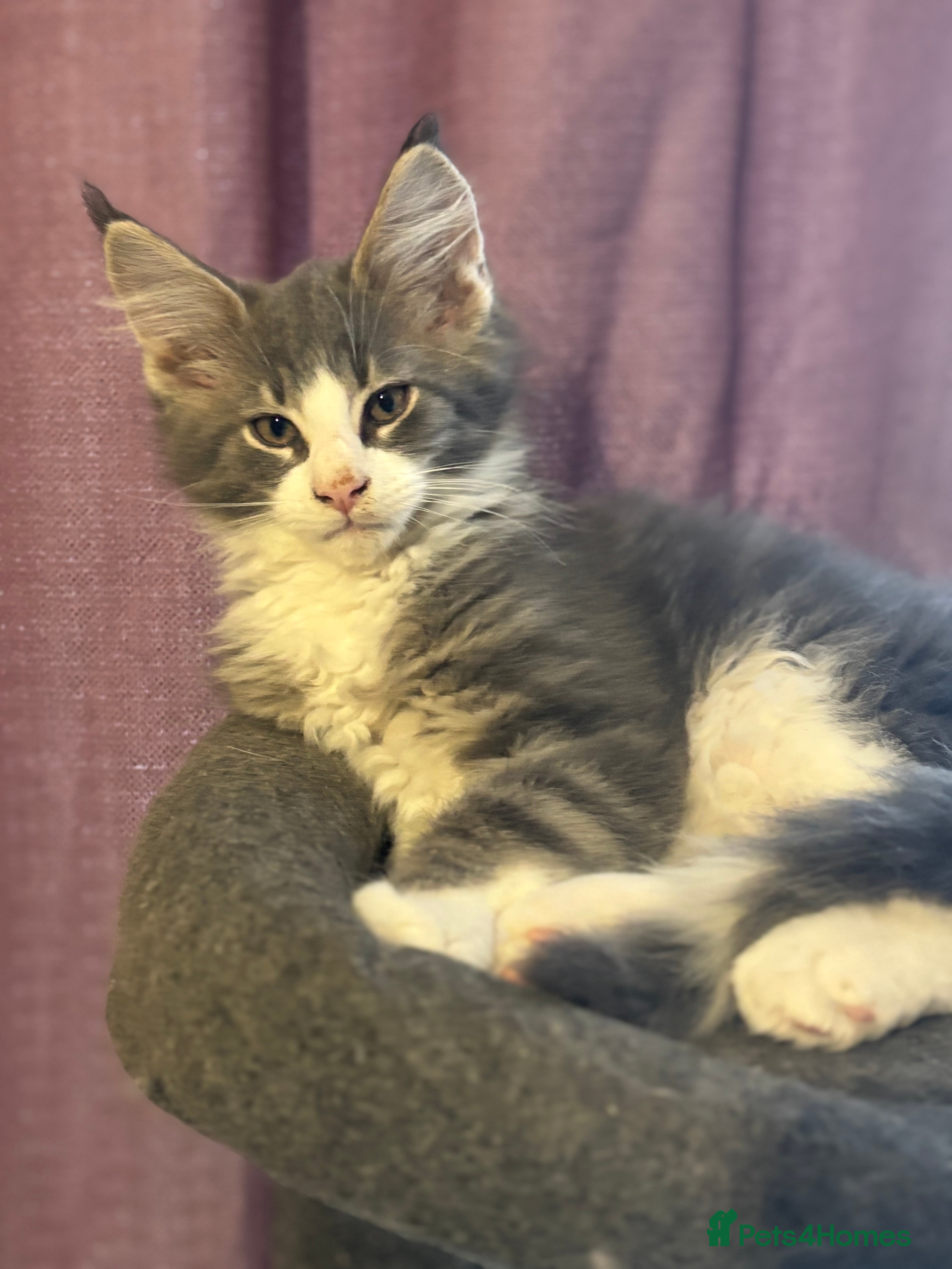 Maine Coon cats Last litter registered Maine coon kittens  - Advert 7