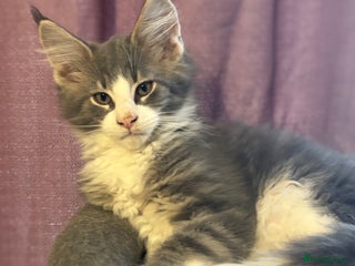 Maine Coon cats Last litter registered Maine coon kittens - Advert 20