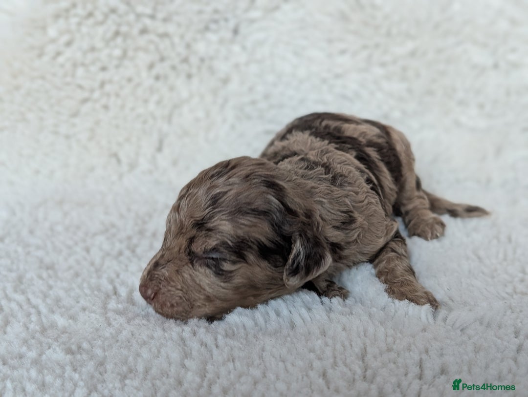 Cockapoo dogs for sale: PRA clear. Merle, Chocolate, Golden Cockapoo pups - Advert 4