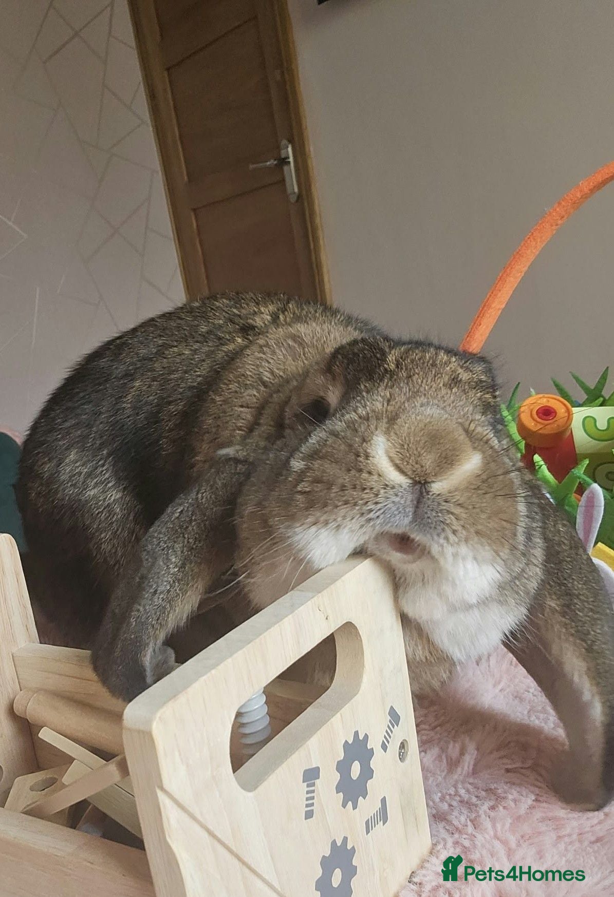 French Lop rabbits Very gentle litter trained Giant French Lop male  - Advert 13