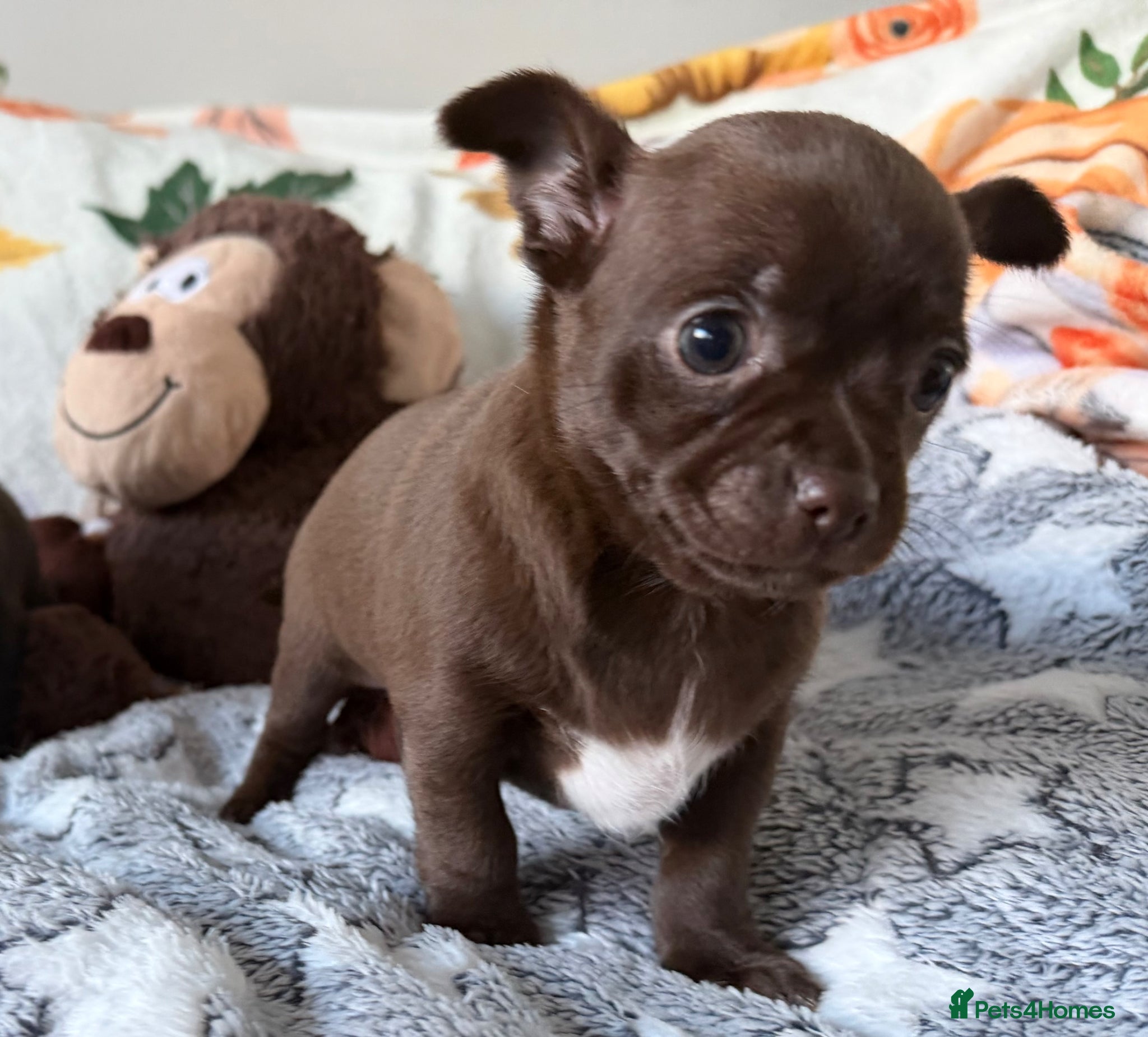 Chihuahua dogs Beautiful Chihuahua Pups - Last Puppy - Advert 4
