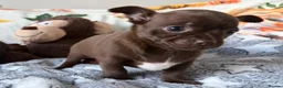 Chihuahua dogs for sale: Beautiful Chihuahua Pups - Last Puppy - Advert 1