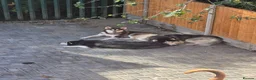 Siberian Husky dogs for stud: Siberian Husky Shadow is waiting for your girl - Advert 2