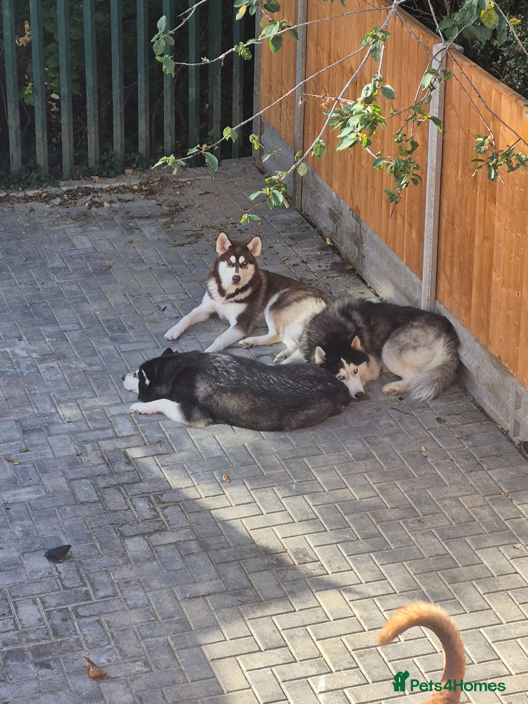 Siberian Husky dogs for stud: Siberian Husky Shadow is waiting for your girl - Advert 2