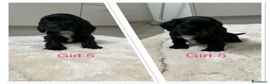 Cocker Spaniel 6