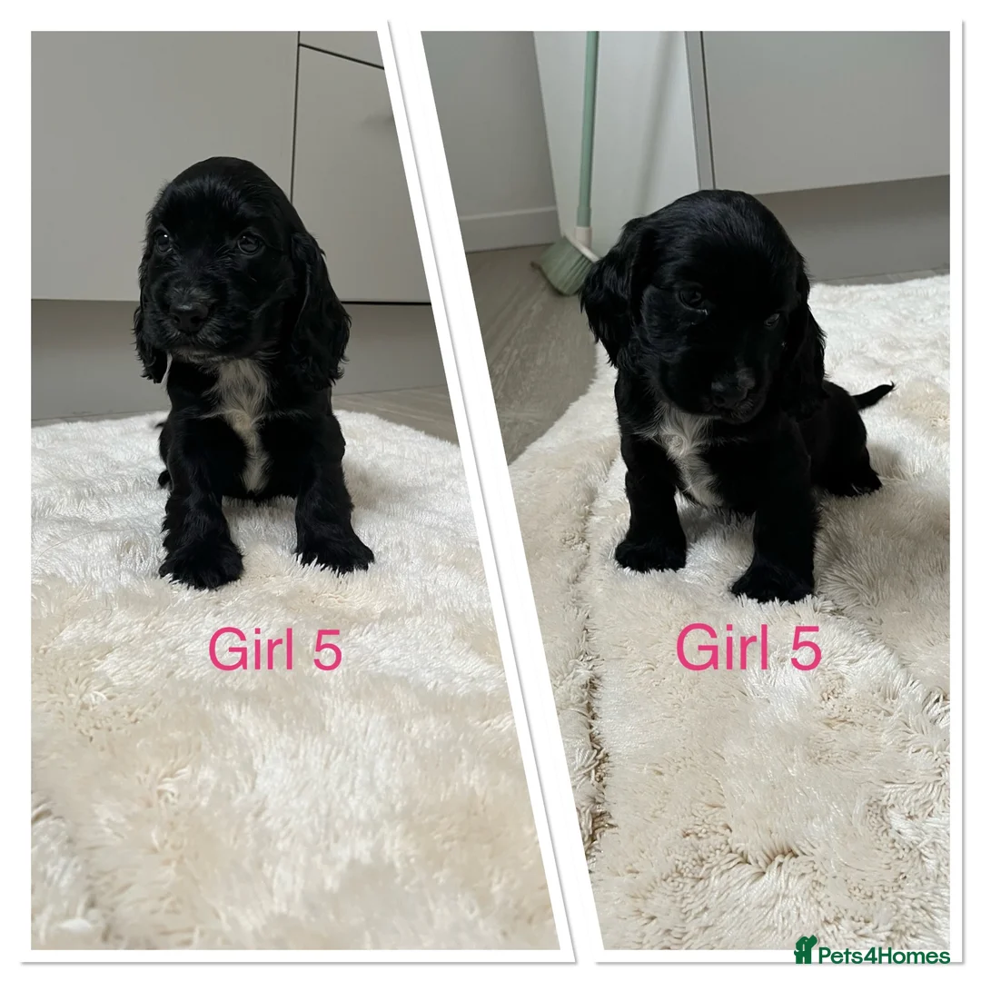 Cocker Spaniel dogs for sale: 🐾Beautiful Show Type Cocker Spaniel Puppies 🐾 - Advert 21