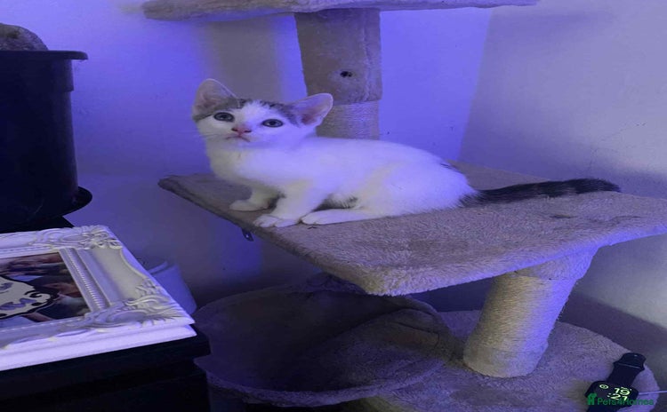 Domestic Shorthair cats - Advert 16