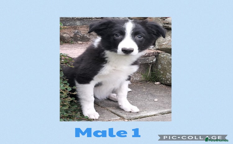 Border Collie dogs - Advert 1