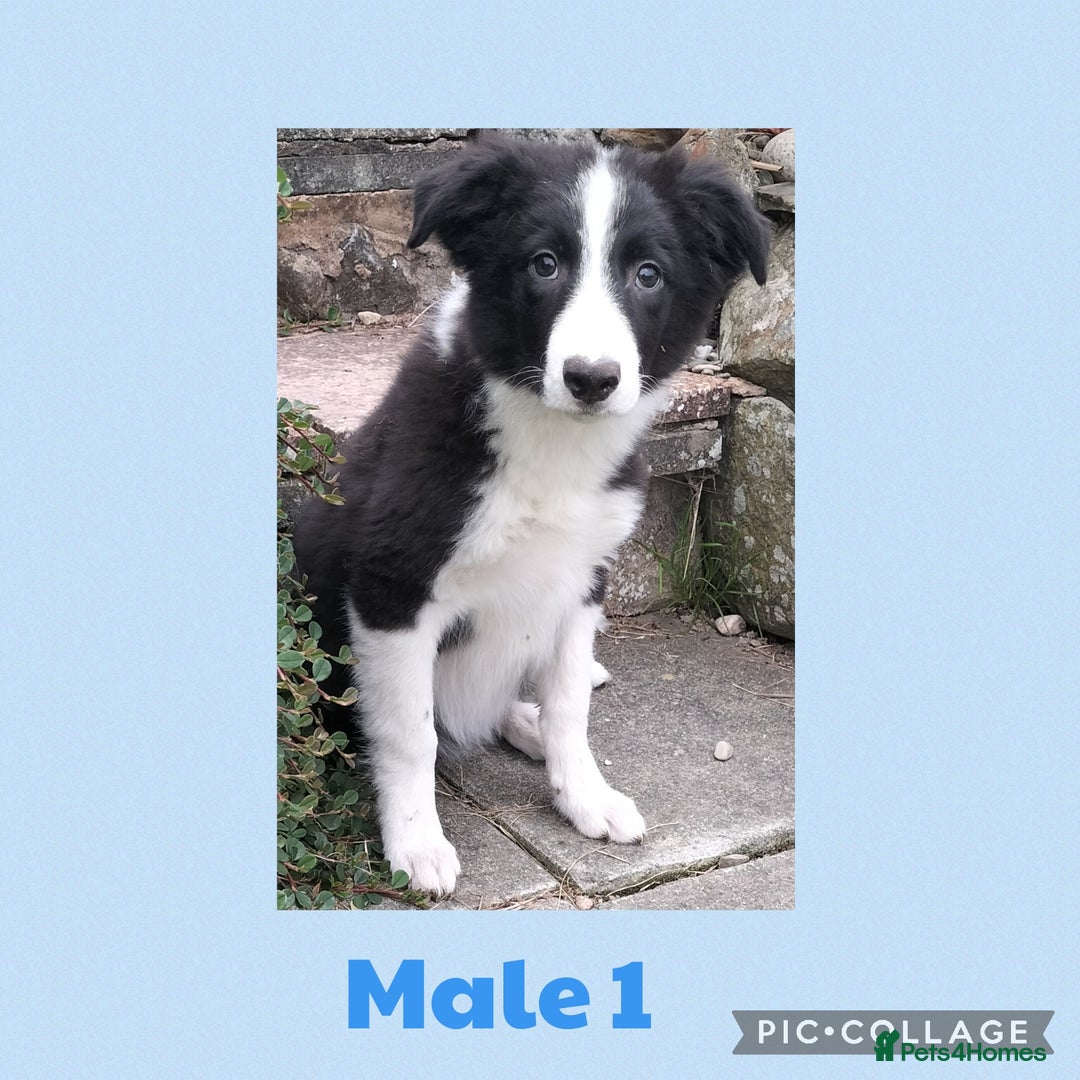 Border Collie dogs for sale: Border collie puppies  - Image 1