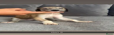 Saluki 5
