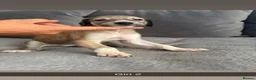 Saluki dogs for sale: Saluki - Advert 11