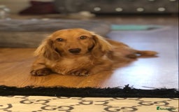 Miniature Dachshund dogs for sale:  Cream long haired puppies available😍🐾 - Image 4
