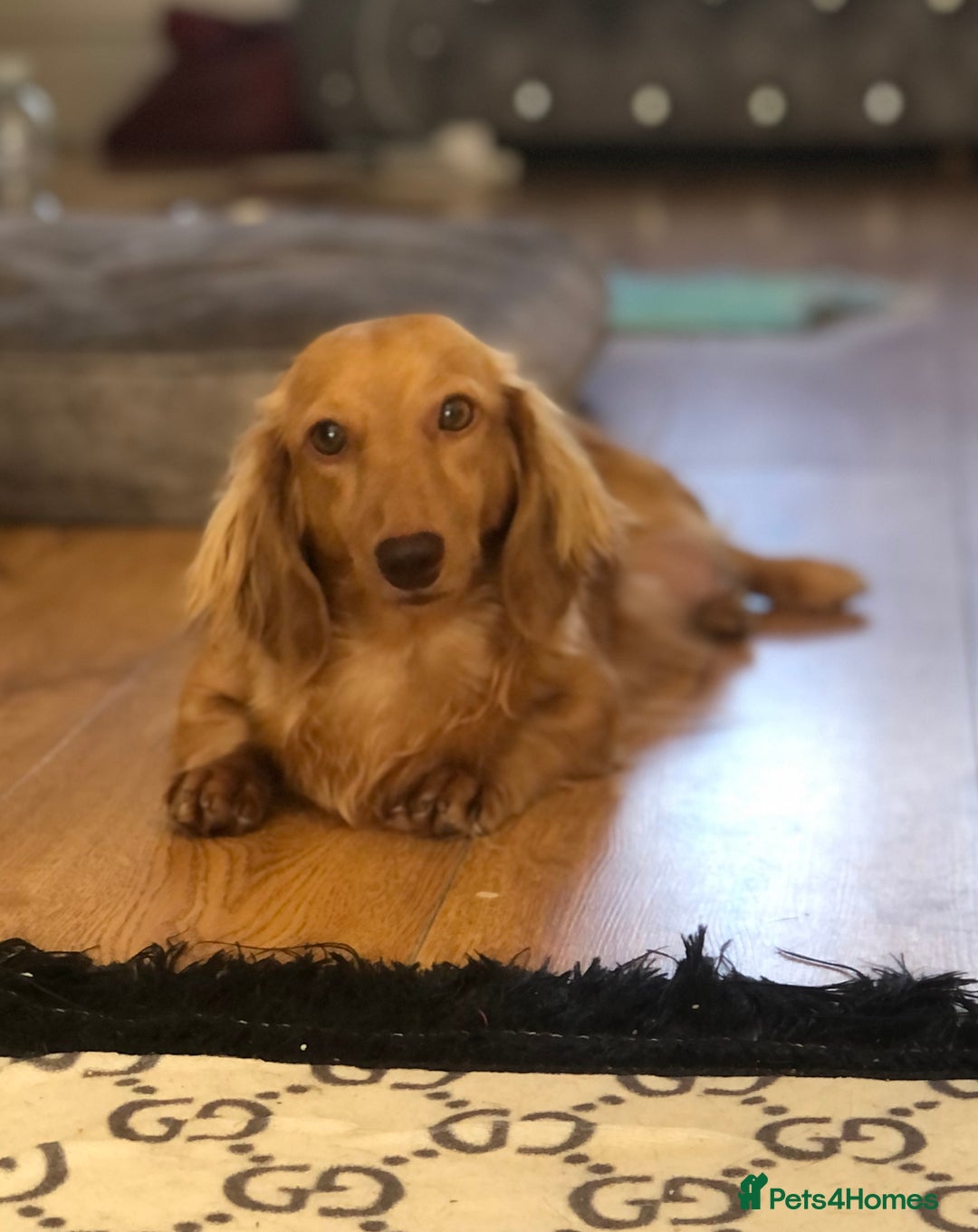 Miniature Dachshund dogs for sale:  Cream long haired puppies available😍🐾 - Image 4