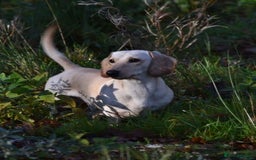 Miniature Dachshund dogs for stud: KC REG PRA CLEAR CREAM MINI SMOOTH BOY - Image 3