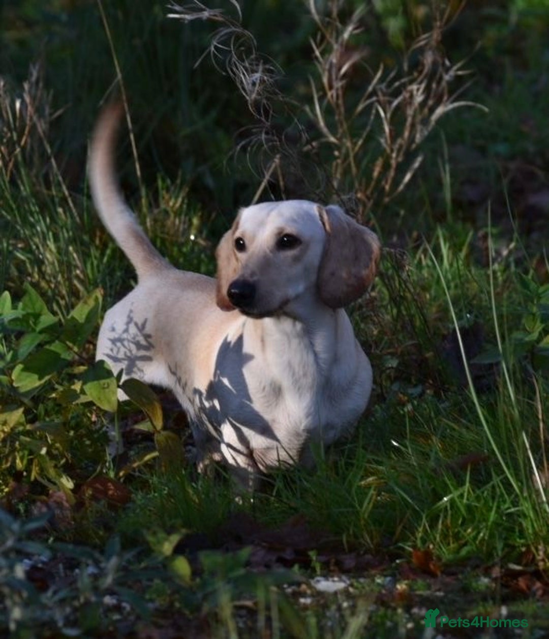 Miniature Dachshund dogs for stud: KC REG PRA CLEAR CREAM MINI SMOOTH BOY - Image 3