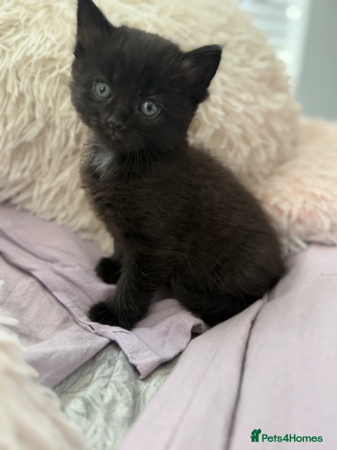 Mixed Breed cats for sale: Kittens in Sutton - Advert 12