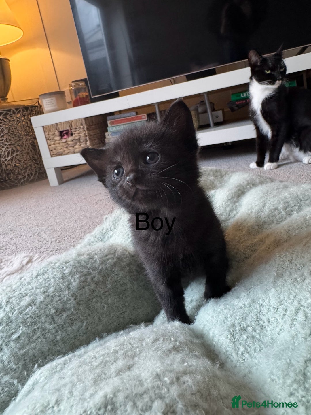 Domestic Shorthair cats for sale: Beautiful kittens, nearly ready for forever homes - Image 4
